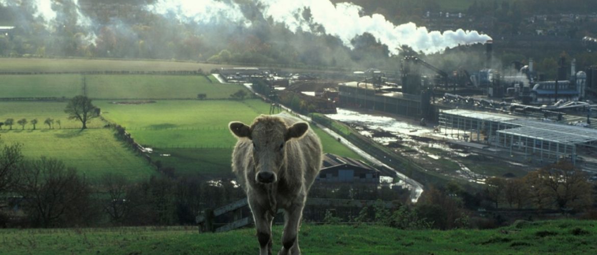 cow methane emitter