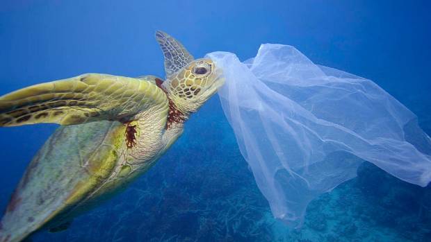 turtle and plastic waste
